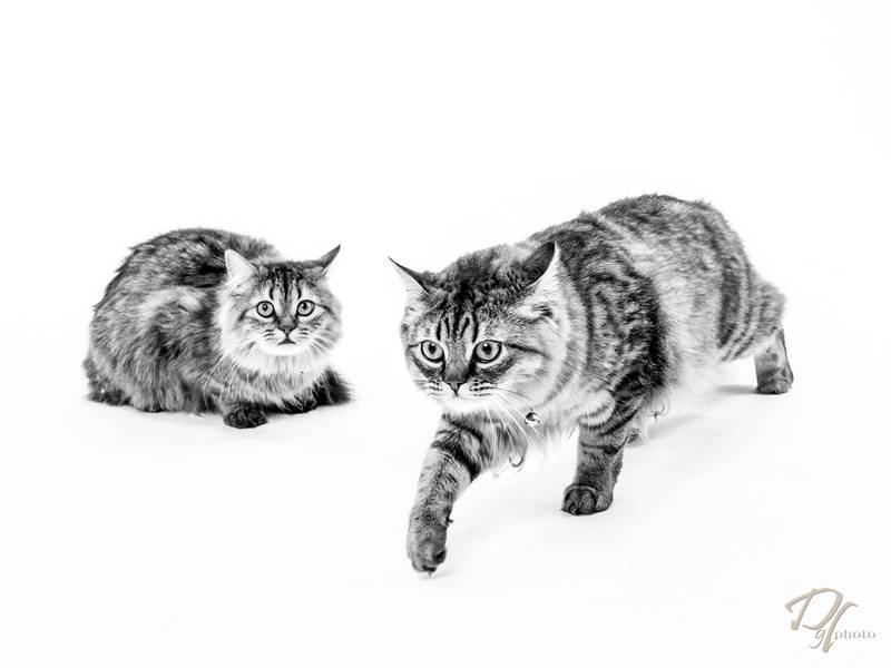 photographe_digital_photo_express